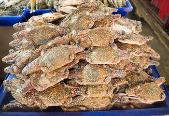 Blue swimming crabs were frozen in the tank