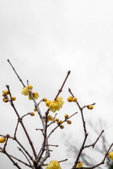 Obraz premium Winter sweet or Japanese allspice flowers.