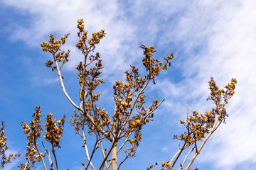 Lilac branches with unblown buds in early spring against the sky, selective focus