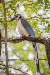 Costa Rican birds, White-throated magpie-jay (Calocitta formosa). Junquillal, Guanacaste, Costa Rica.