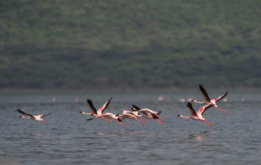Pack of flamingos in Flight at Lake Bogoria National Reserve in Kenya, Africa