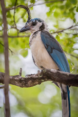 Costa Rican birds, White-throated magpie-jay (Calocitta formosa). Junquillal, Guanacaste, Costa Rica.