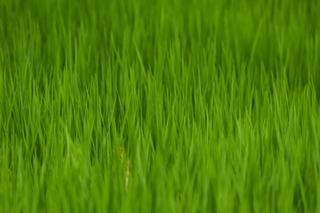 Fototapeta na wymiar Blur green rice plant textured background.