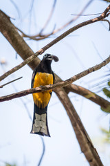 Birds of Costa Rica, Black headed trogon (Trogon melanocephalus) Guanacaste, Costa Rica.