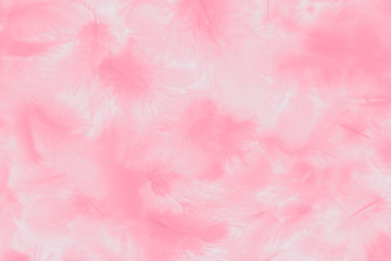 Beautiful abstract colorful white and pink feathers on white background and soft white feather texture on white pattern and light pink background valentine day