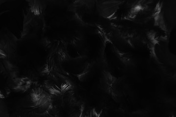 Beautiful abstract colorful gray and black feathers on dark background and soft gray feather...