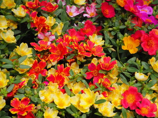 Colorful blooming flowers in the summer flower market