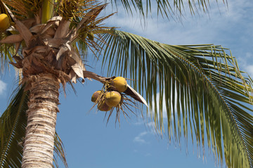 Coconuts in the plamtrees
