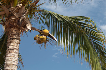 Coconuts in the plamtrees