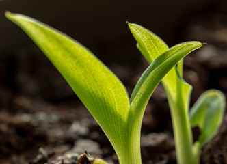 Obraz premium Closeup side view of a fresh young banana