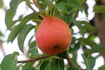 ripe pear is on the branch