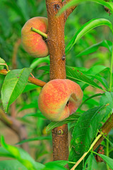 Ripe flat peach on branches