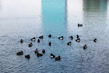 都会の水辺に集まるカモの群れ