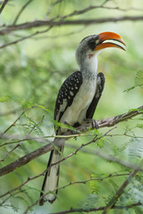 Jackson's Hornbill seen sitting on a tree branch at lake Bogoria, Kenya, Africa