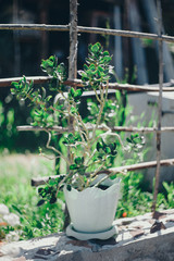flower in a white pot. concept of international women's day, spring, March 8