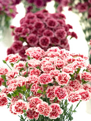 カーネーション