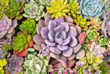 Miniature succulent plants (succulent cactus) at the garden