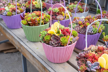 Miniature succulent plants (succulent cactus) at the garden