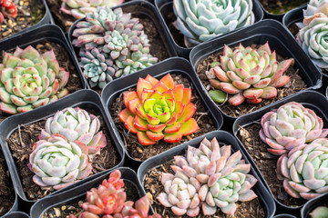 Miniature succulent plants (succulent cactus) at the garden