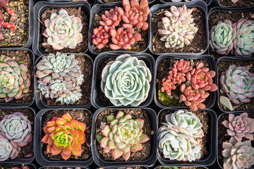 Miniature succulent plants (succulent cactus) at the garden