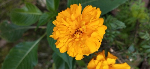 yellow flowers in garden