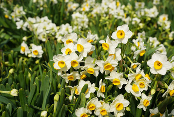 Obraz premium arcissus blooming for chinese new year