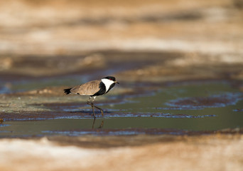 Fototapeta premium Spur-winged Plover near a water body seen at Masai Mara, Kenya, Africa