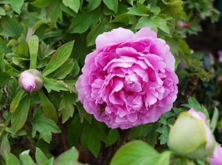 Pink peony in the garden.