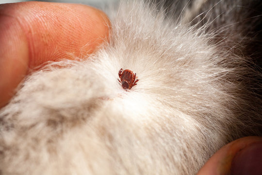 Kitten with ticks. Ticks attached to cat skin. Tick bite.