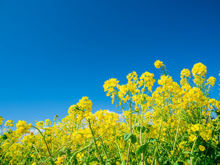 青空と菜の花　吾妻山公園　２月