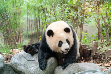 panda on nature background. Wild Animals