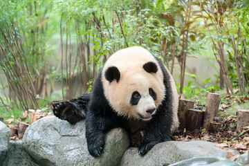 Fototapeta premium panda on nature background. Wild Animals