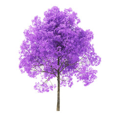 Obraz premium Tree on a white background. Tree with purple foliage. Clipping path included. 3D rendering.
