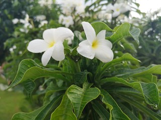 Obraz na płótnie Canvas Hawaiian White Frangipani Plumeria Flower 2