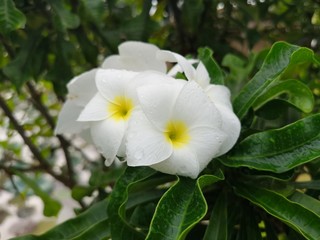 Obraz na płótnie Canvas Hawaiian White Frangipani Plumeria Flower