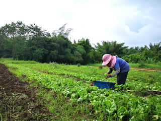 Agriculturist harvest crops in the farm.