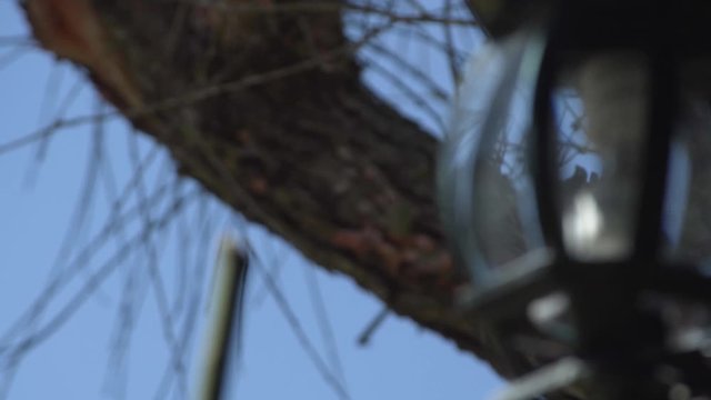 Panning to the right from a eucalyptus trunk to a garden lantern