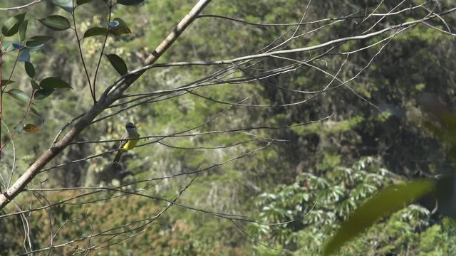 Tyrannus Melancholicus resting on a far eucalyptus branch