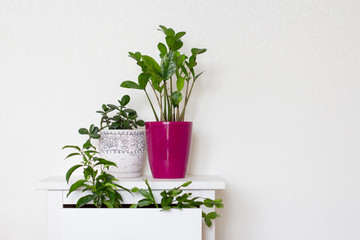potted flowers on a white Cabinet and in its pull-out shelves
