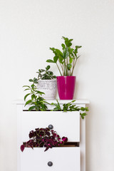 decoration of the chest of drawers with indoor plants of green and burgundy colors