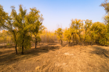 Forestry scenery, aerial photographs