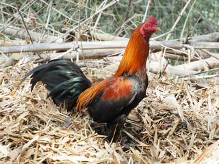 The rooster stands gracefully on the dry grass.