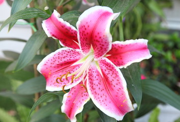 Fresh pink lilly on nature background