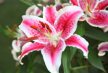 Fresh pink lilly on nature background