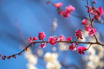梅の花