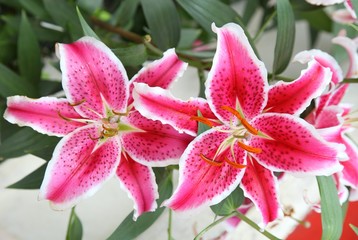 Fresh pink lilly on nature background