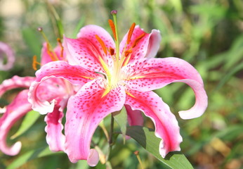 Obraz premium Fresh pink lilly on nature background