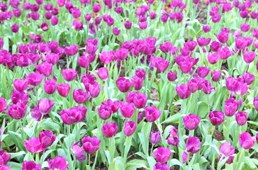 Purple tulips in the park.