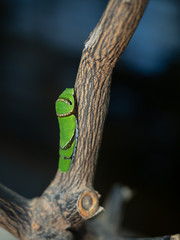 Green Caterpillar on tree branch