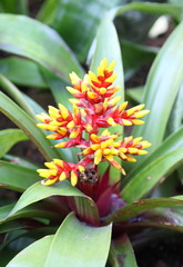 Red Bromeliads flower